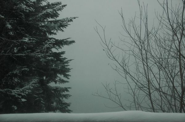 Concours photo "Sapin(s) d'extérieur" - Page 3 - Au jardin, forum de