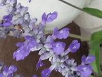 fleur1parme.jpg