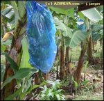 sac-bleu-a-bananes_large.jpg
