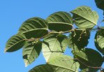 Feuilles 81.JPG