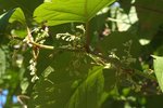 inflorescences 82.JPG