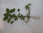 plantes 22 09 16 002.jpg