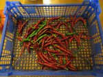 Une belle récolte de piments faite hier