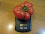 Encore une tomate (potiron écarlate) de plus de 500g récoltée hier.