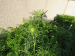 IMG_2035.JPG