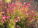 DSCN7257.JPG