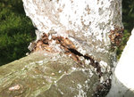 La fissure