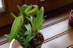 Dendrobium-003.gif