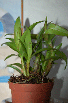 Dendrobium-002.gif