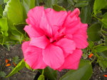 DSCN7245.JPG