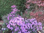 asters toujours !.jpg