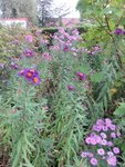 asters en liberté.jpg