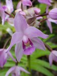 imgp4647_spathoglottis_plicata.jpg