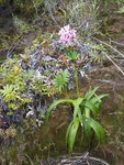 imgp4714_spathoglottis_plicata.jpg
