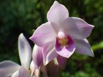 imgp4835_spathoglottis_plicata.jpg