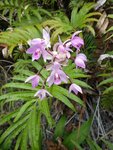 imgp4646_spathoglottis_plicata.jpg