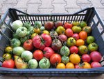 Les dernières tomates récoltées dans le tunnel et quelques unes de l'extérieur.