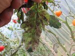 La cladosporiose.Contrairement au mildiou,son développement est lent et elle met plusieurs mois pour envahir les plants.Les premières traces du champignon sont apparues début juillet et il a fallut attendre début octobre pour que les pieds soit entièrement parasités.