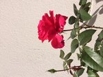 IMG_5838.JPG