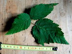 DSCF2178.JPG