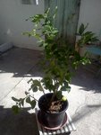 citronnier 1016 (1).jpg