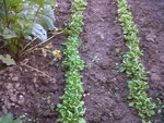IMG01628-20161003-1708.jpg