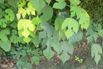 feuilles.jpg