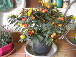 DSCN7272.JPG
