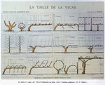 Taille vigne.jpg