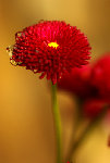 mab-_IGP5606fleur_et_gouttes_deau_gd.jpg