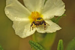 mab-_IGP6004_araneus_marmoreus_gd.jpg