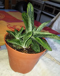 succulente