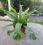 platycerium ?