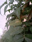 IMG066.jpg