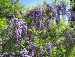 glycine1.jpg