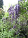 glycine 2.jpg