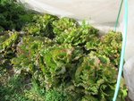 Voici les salades protégées sous le P17 durant la semaine.