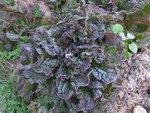 Une des seules salades non abritée.<br />Je suis toujours en admiration devant le givre déposé sur une rouge grenobloise.