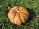 Ma première courge Muscade de Provence.