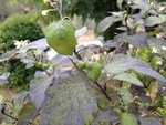 IMG_0192.JPG