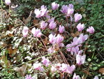 Cyclamen sauvage 2.jpg