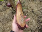 Une aubergine qui a semble t'il gelée.