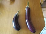 Les quelques aubergines récoltées aujourd'hui. A gauche une Avant F1 et à droite une Barbentane de près de 40cm de long!