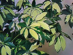 Plante01.jpg