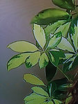 Plante02.jpg
