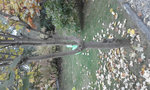 arbre