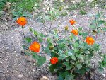 fleurorange031008w.JPG