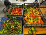 Les dernières tomates de la saison.