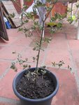 Erable japon palmatum 001.jpg
