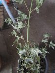 Erable japon palmatum 008.jpg